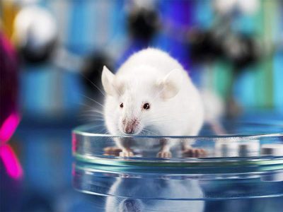 آنتی بادی یافت شده در موش ها SARS-CoV-2 و SARS-CoV-1
