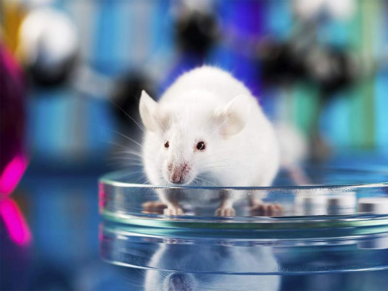 آنتی بادی یافت شده در موش ها SARS-CoV-2 و SARS-CoV-1